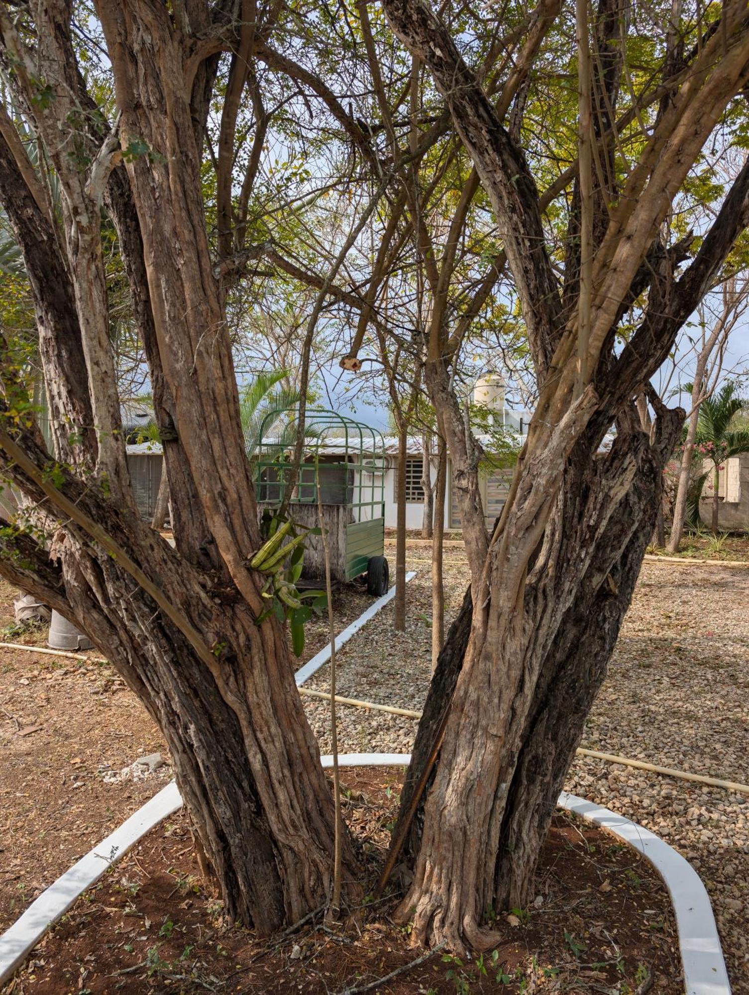 Los Cedros Uayamón מראה חיצוני תמונה